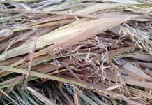 बेमौसम बरसात, किसानों के लिए आफत