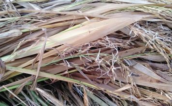 बेमौसम बरसात, किसानों के लिए आफत