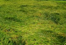 33 प्रतिशत से अधिक फसल नुकसान पर शासन देगी मुआवजा