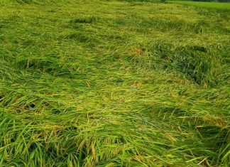 33 प्रतिशत से अधिक फसल नुकसान पर शासन देगी मुआवजा