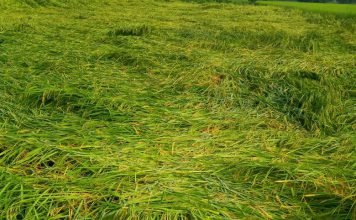 33 प्रतिशत से अधिक फसल नुकसान पर शासन देगी मुआवजा