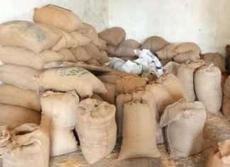 छापामार कार्यवाही में 1903 कट्टा धान जप्त