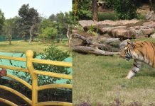 राज्यपाल ने जंगल सफारी का किया भ्रमण