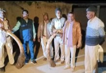 वन विभाग की सक्रियता से लगभग 70 लाख रूपए कीमत के दो हाथी दांतों की बरामदगी