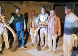 वन विभाग की सक्रियता से लगभग 70 लाख रूपए कीमत के दो हाथी दांतों की बरामदगी