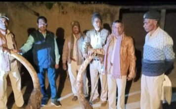 वन विभाग की सक्रियता से लगभग 70 लाख रूपए कीमत के दो हाथी दांतों की बरामदगी