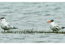 छत्तीसगढ़ में पहली बार कैमरे में कैद हुई इन प्रवासी पक्षियों की तस्वीर