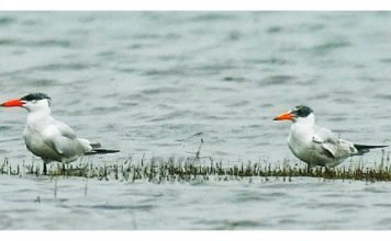 छत्तीसगढ़ में पहली बार कैमरे में कैद हुई इन प्रवासी पक्षियों की तस्वीर