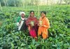 चाय बागान ने समूह की महिलाओं के जीवन में घोली मिठास