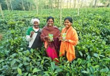 चाय बागान ने समूह की महिलाओं के जीवन में घोली मिठास