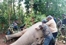 बेहरादेव हाथी का हुआ कॉलरिंग सहित सफल उपचार