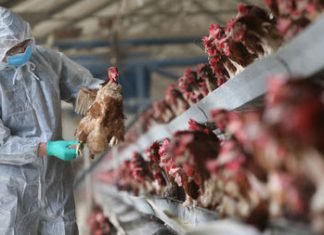 सावधान- छत्तीसगढ़ में बर्ड फ्लू(H5N1) की दस्तक