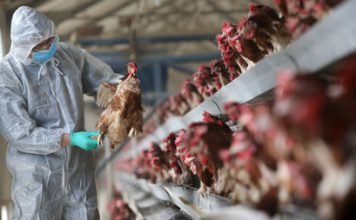 सावधान- छत्तीसगढ़ में बर्ड फ्लू(H5N1) की दस्तक