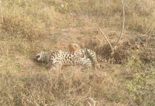 मृत तेंदुए के पंजे गायब , मौके पर पहुची वन विभाग की टीम डॉग स्क्वायड की टीम मौके पर पहुची , जांच जारी…