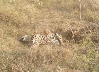 मृत तेंदुए के पंजे गायब , मौके पर पहुची वन विभाग की टीम डॉग स्क्वायड की टीम मौके पर पहुची , जांच जारी…