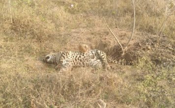 मृत तेंदुए के पंजे गायब , मौके पर पहुची वन विभाग की टीम डॉग स्क्वायड की टीम मौके पर पहुची , जांच जारी…