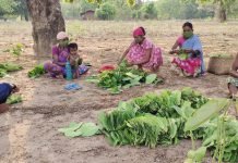 कोरोना संकट के बावजूद तेंदूपत्ता संग्रहण इस साल भी द्रुत गति से जारी
