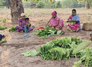 कोरोना संकट के बावजूद तेंदूपत्ता संग्रहण इस साल भी द्रुत गति से जारी