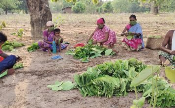 कोरोना संकट के बावजूद तेंदूपत्ता संग्रहण इस साल भी द्रुत गति से जारी