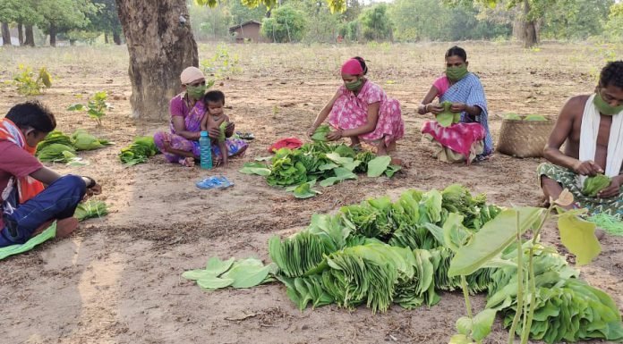 कोरोना संकट के बावजूद तेंदूपत्ता संग्रहण इस साल भी द्रुत गति से जारी