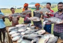 देश में मत्स्य बीज उत्पादन में पांचवें और मत्स्य उत्पादन में छठवें स्थान पर है छत्तीसगढ़
