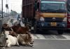 सड़कों पर पशुओं के कारण हो रही दुर्घटनाओं को रोकने किए जायें जरूरी प्रयास