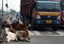 सड़कों पर पशुओं के कारण हो रही दुर्घटनाओं को रोकने किए जायें जरूरी प्रयास