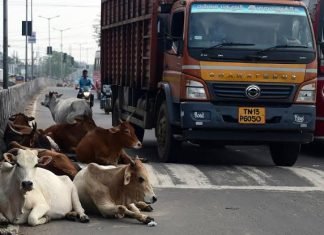 सड़कों पर पशुओं के कारण हो रही दुर्घटनाओं को रोकने किए जायें जरूरी प्रयास