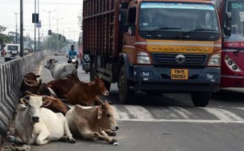 सड़कों पर पशुओं के कारण हो रही दुर्घटनाओं को रोकने किए जायें जरूरी प्रयास